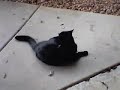 Nermal the cat Nermal the cat