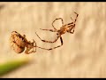 Spiders Mating Spiders Mating