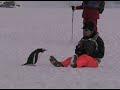 Gentoo Penguins