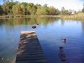 Duck jumping of Pier