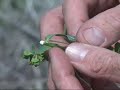 Leafy Spurge has many qualities that enable it to survive and outcompete native and desirable plants