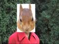 Squirrel Revolution