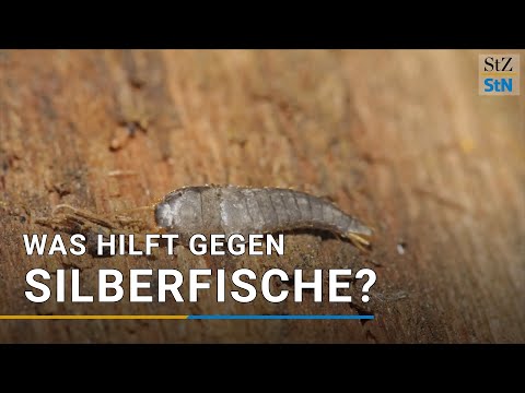 Silberfische erkennen, bekmpfen und endgltig loswer ...