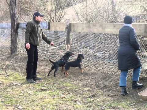jagd terrier