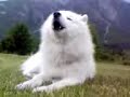 Sisu the singing Samoyed