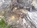 Plantering - Dumpning