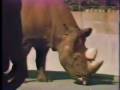 videos de Texas fights.mov