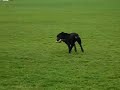 DEMO 1 FONTAINEBLEAU-RETRIEVER LABRADOR-TRAINING