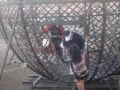 videos de JG in the Globe of Death