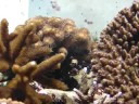 Coraux durs  Marine Life Marine Life