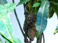 Tarsier Tarsier