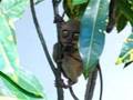 Tarsier