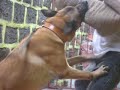 Belgian Malinois Protection Training