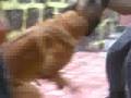 Pastor Belga Malinois video