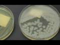 Microbiology Open House