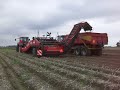 Seedpotato harvest 2008