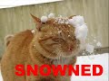 Funny Cat Montage #2 with BONUS