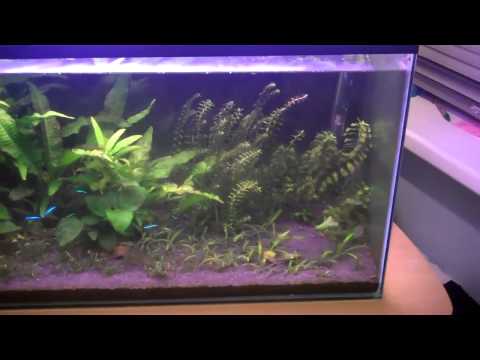 how to eliminate brown algae in aquarium