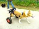 Hunderollwagen f�r meine H�ndin.
