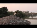 パンタナール湿原(ブラジル) パンタナール