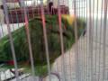 videos de BIG YELLOW NAPE Singing PAPA JA