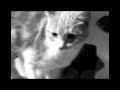 pOnkz i el gato xD pOnkz i el gato xD