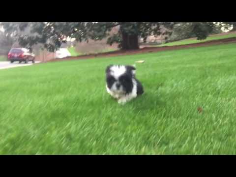 Baxter loves to run in the green winter grass after waking up from a nap