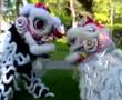 A Lion Story - Gio Nam Mua Lan Production