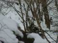 Gams / Gemsen im Hochschwarzwald