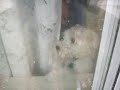 brain   lol  forget 015.MOV