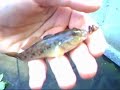 Snoek-it - Feederen Part - 1 Snoek-it - Feederen Part - 1