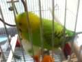 うちのインコ　「チョコレイト・ディスコ！」