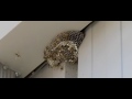 Pissing off some yellow jackets