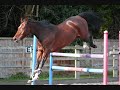 2006 Belgian Mare by Cicero Z x Hinault A video of her loose jumping up to 1.50m. There is so much jump in this mare!!! Just wow!!!!