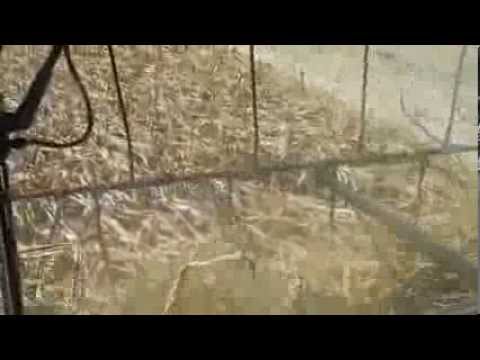 how to harvest down corn