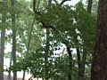 Sweet Carolina Summer Rain 6 28 07 Lk Keowee SC Sweet Carolina Summer Rain 6 28 07 Lk Keowee SC