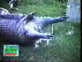 anaconda ate a stallion amazing video anaconda ate a stallion amazing video