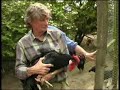 Traditonal breeds of Poultry