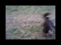 un chien a la chasse