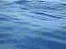 Delfines Mayo 2008