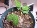 videos de Week 9 Plant Journal