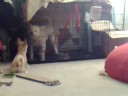 Bobbie play with Micky