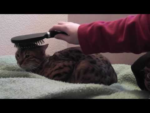 Video Bastet vom Brockenmoor