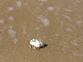 2007/03/20Un bernard l'hermite sur la plage en croissant de lune au nord de l'ile (Tsukigahama)An hermit crab on Crescent Moon Beach, in northern part of island