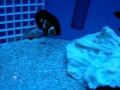 Centropygeaurantius (Potters angel) eating in FOT