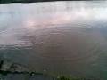 videos de ikan brow.mp4