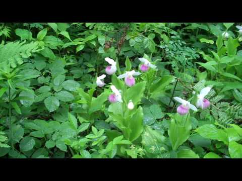 how to transplant pink lady slippers