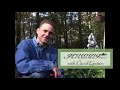 How to Identify and Treat Weeds in Your Lawn
