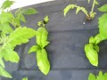Aquaponics 103