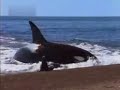 Whale In Shallow Water Whale In Shallow Water
